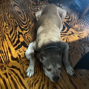 Save for Future Shows